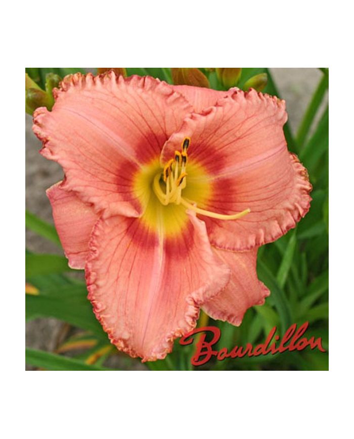Hemerocalle : BOISSON FRAICHE