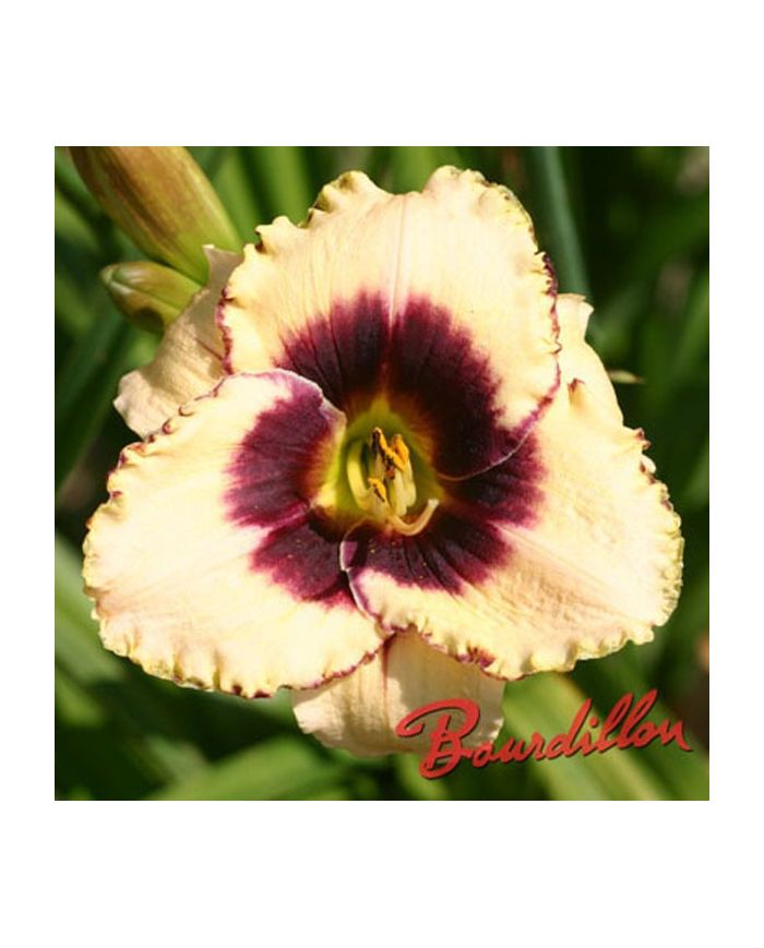 Hemerocalle : BORDER BRIDE