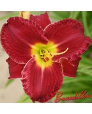 Hemerocalle : BOURDILLON MICHEL