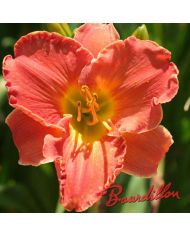 Hemerocalle : BUC REUSSITE
