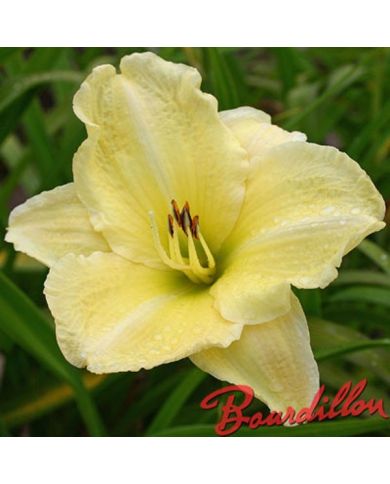 Hemerocalle : CHABLIS BLANC