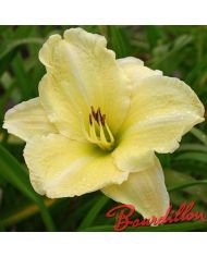 Hemerocalle : CHABLIS BLANC
