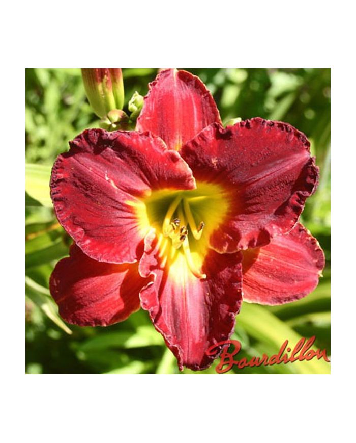 Hemerocalle : CRIMSON WIND