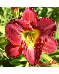 Hemerocalle : CRIMSON WIND