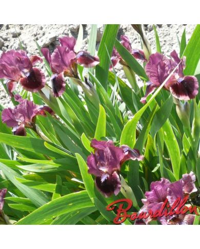 Iris : CAT'S EYE