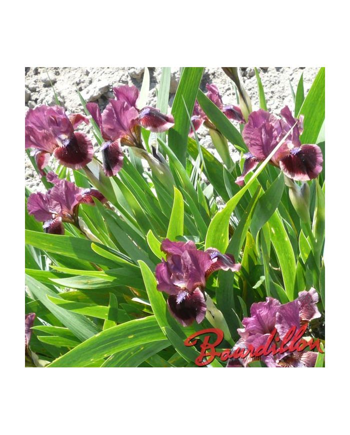 Iris : CAT'S EYE