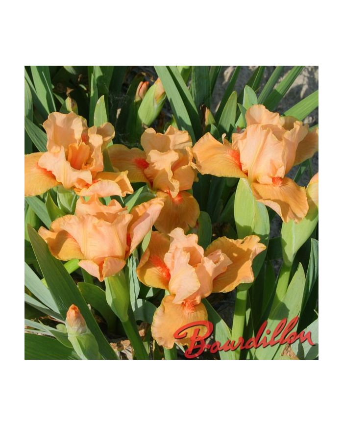 Iris : DESERT ORANGE