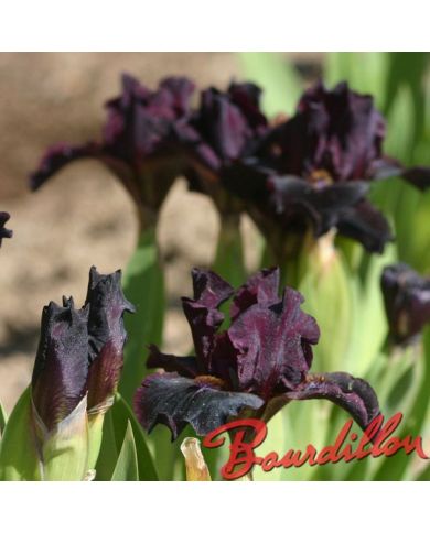 Iris : DEVIL BABY