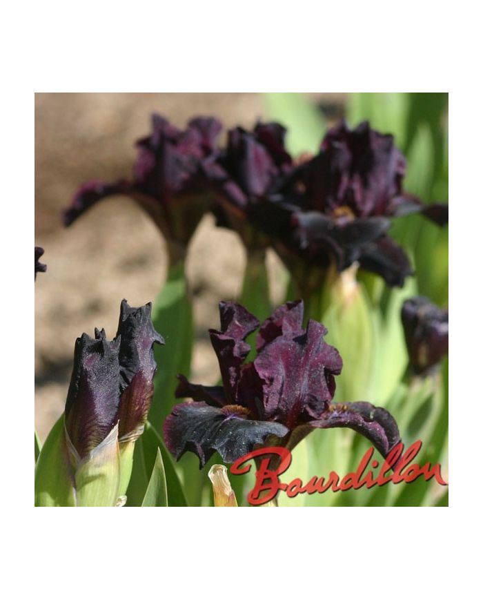 Iris : DEVIL BABY