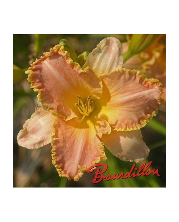 Hemerocalle : ENCHANTED APRIL