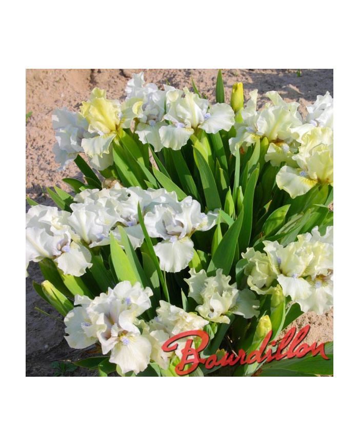 Iris : PURE ALLURE