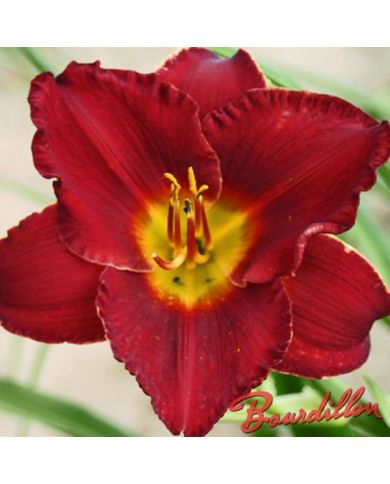 Hemerocalle : FOREVER RED