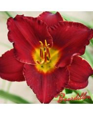 Hemerocalle : FOREVER RED