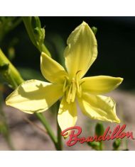 Hemerocalle : ALTISSIMA