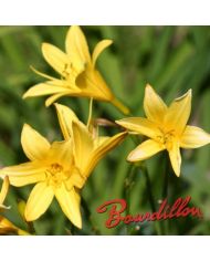 Hemerocalle : FLAVA ou LILIOASPHODELUS
