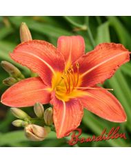 Hemerocalle : FULVA