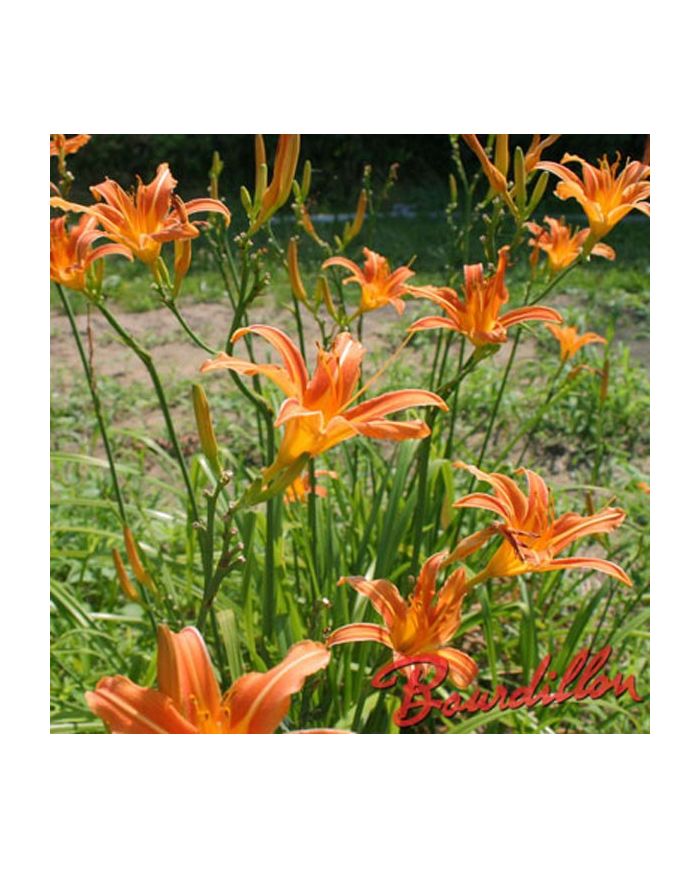 Hemerocalle : FULVA " CYPRIANI "