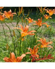 Hemerocalle : FULVA " CYPRIANI "