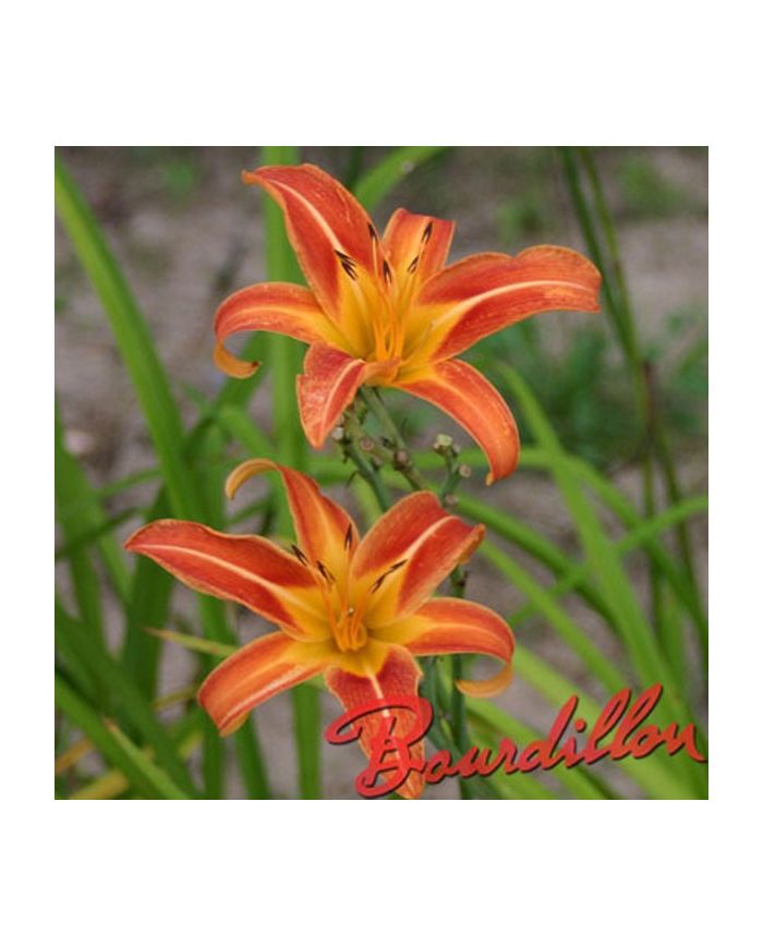 Hemerocalle : FULVA " MACULATA "