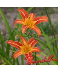 Hemerocalle : FULVA " MACULATA "