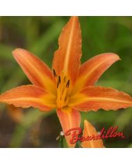 Hemerocalle : FULVA " PAUCIFLORA "