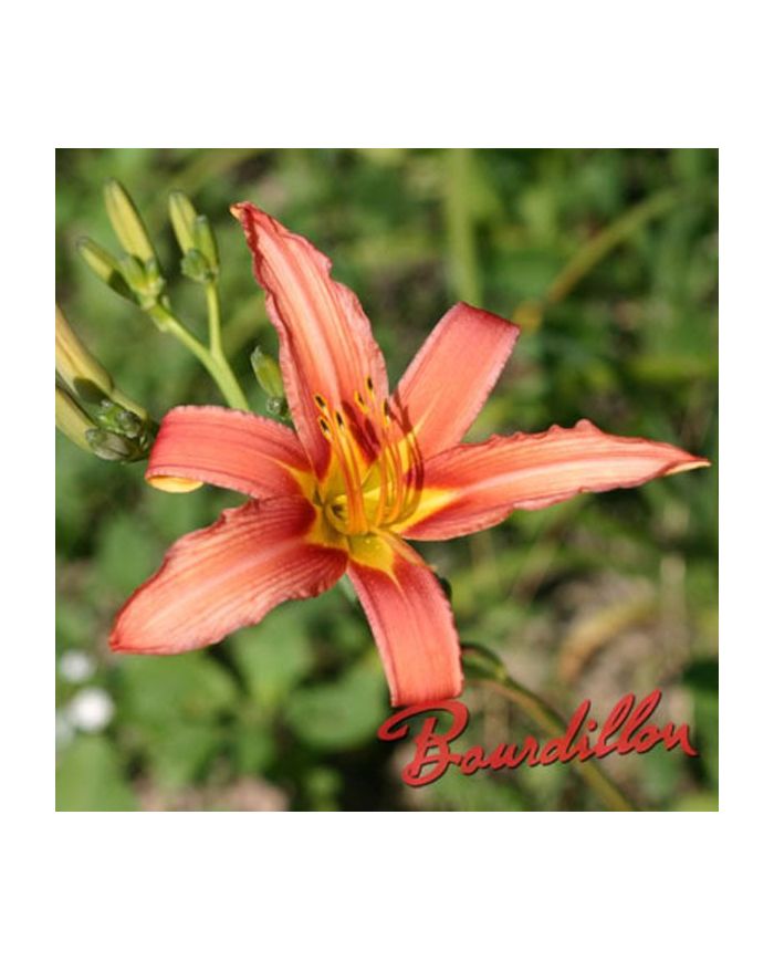 Hemerocalle : FULVA " ROSEA  ROSALIND"