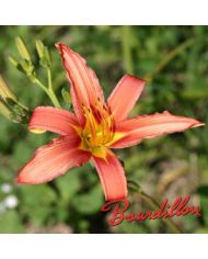 Hemerocalle : FULVA " ROSEA  ROSALIND"