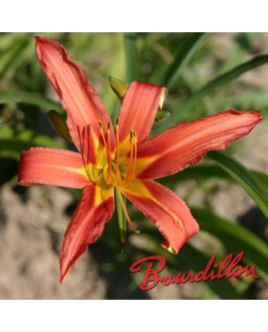 Hemerocalle : FULVA " ROSEA "