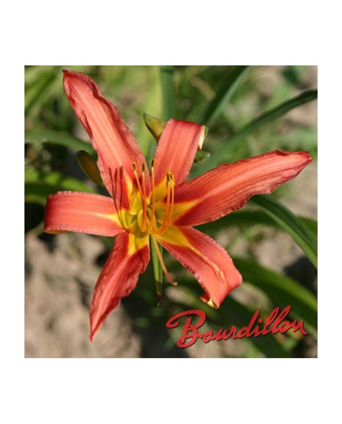 Hemerocalle : FULVA " ROSEA "