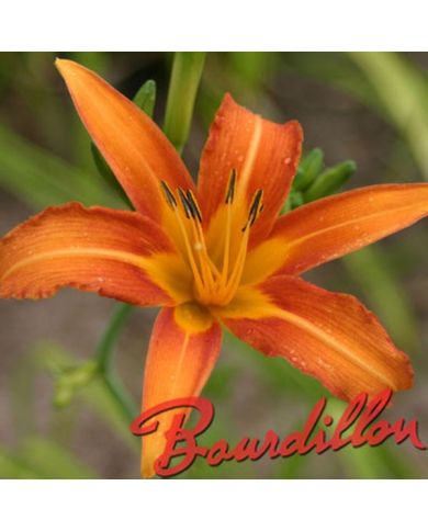 Hemerocalle : FULVA " SEMPERVIRENS "