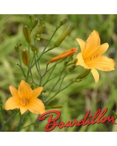 Hemerocalle : MULTIFLORA