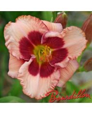 Hemerocalle : LITTLE RED DRAGON