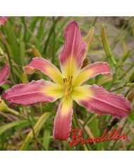 Hemerocalle : ARAIGNEE GYPSY