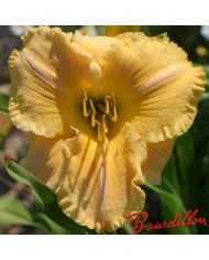 Hemerocalle : NAN DURIO