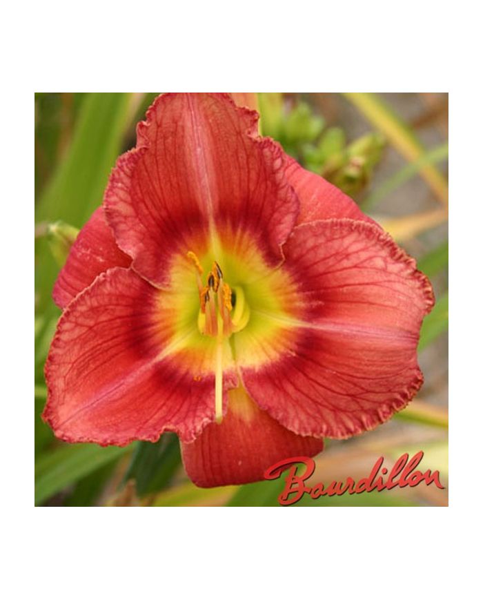 Hemerocalle : NEZ ROUGE