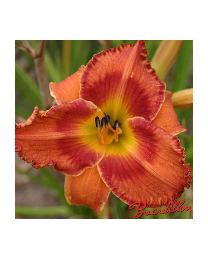 Hemerocalle : ORANGEADE