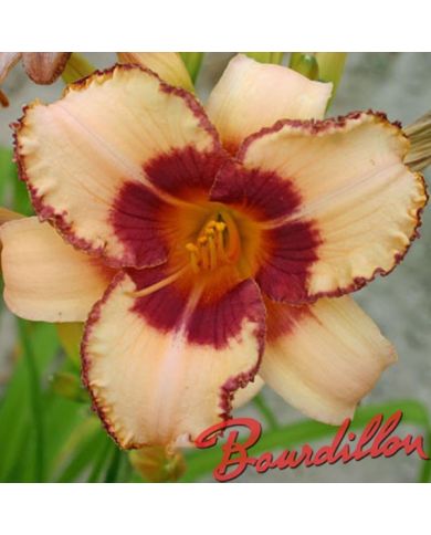 Hemerocalle : VANILLE FRAISE