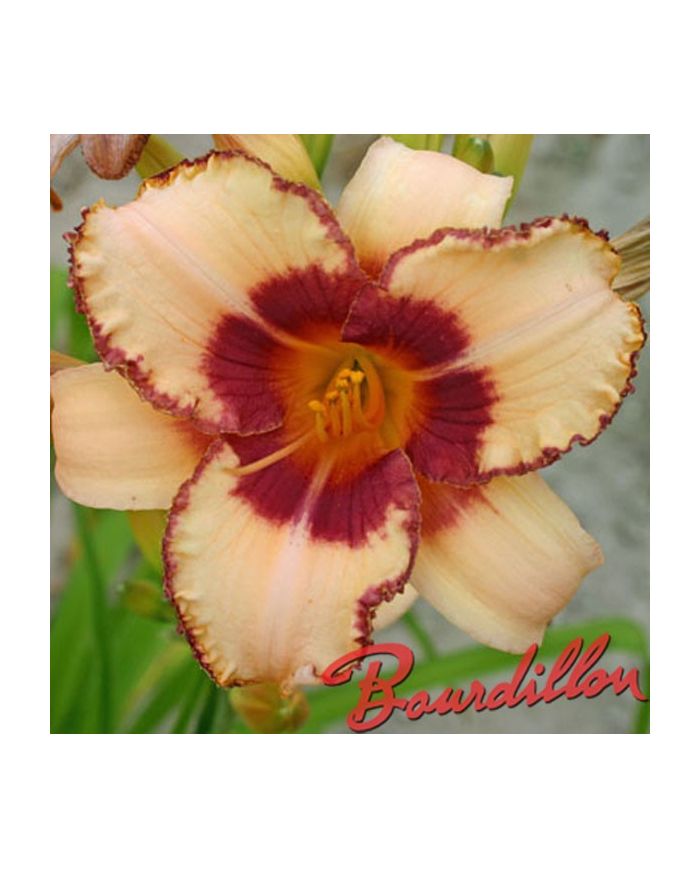 Hemerocalle : VANILLE FRAISE
