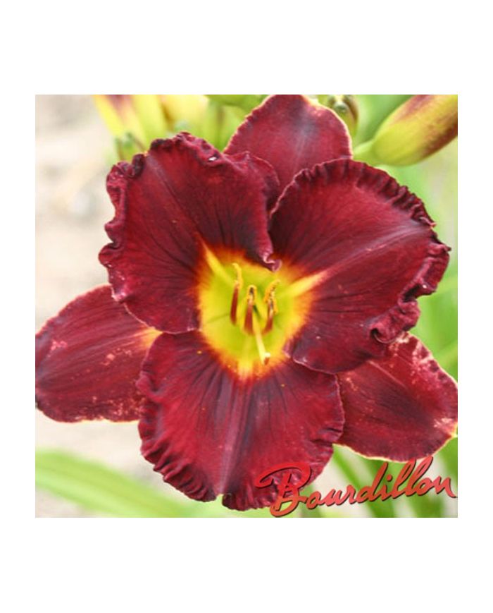 Hemerocalle : RUBIS DE SOLOGNE