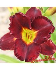 Hemerocalle : RUBIS DE SOLOGNE