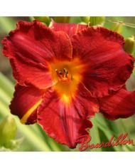 Hemerocalle : VELOURS ROUGE