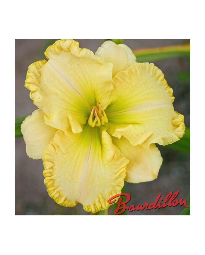Hemerocalle : RUFFLED DUDE