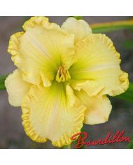 Hemerocalle : RUFFLED DUDE
