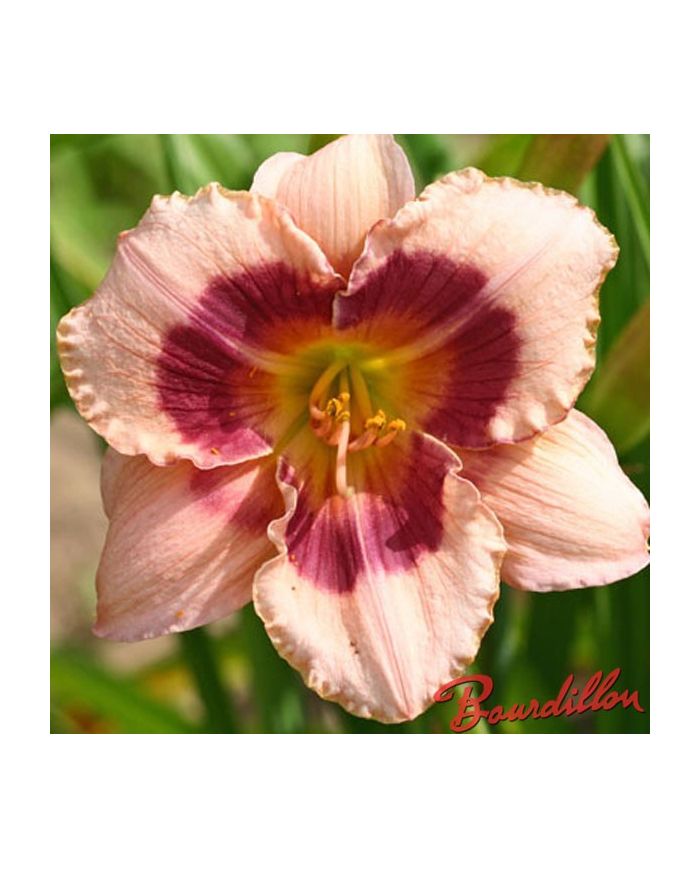 Hemerocalle : WINNEBERRY CANDY