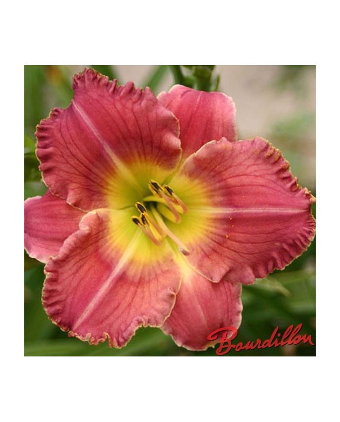 Hemerocalle : TRULY ANGELIC