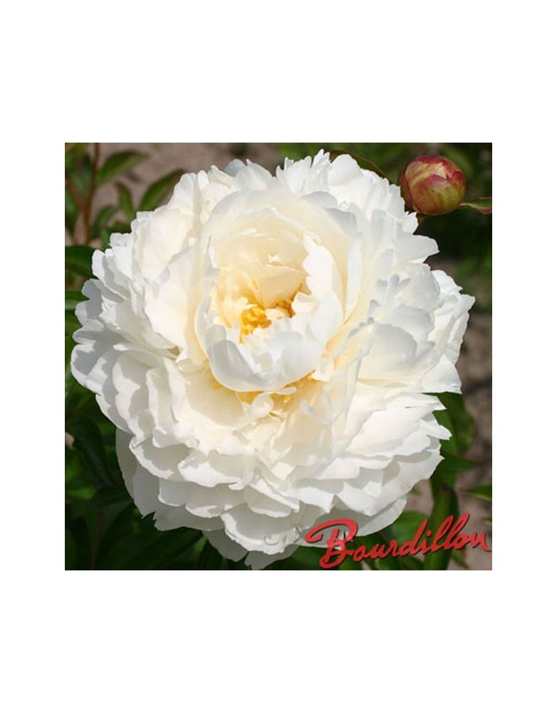 Pivoine : BOWL OF CREAM Pivoine : BOWL OF CREAM