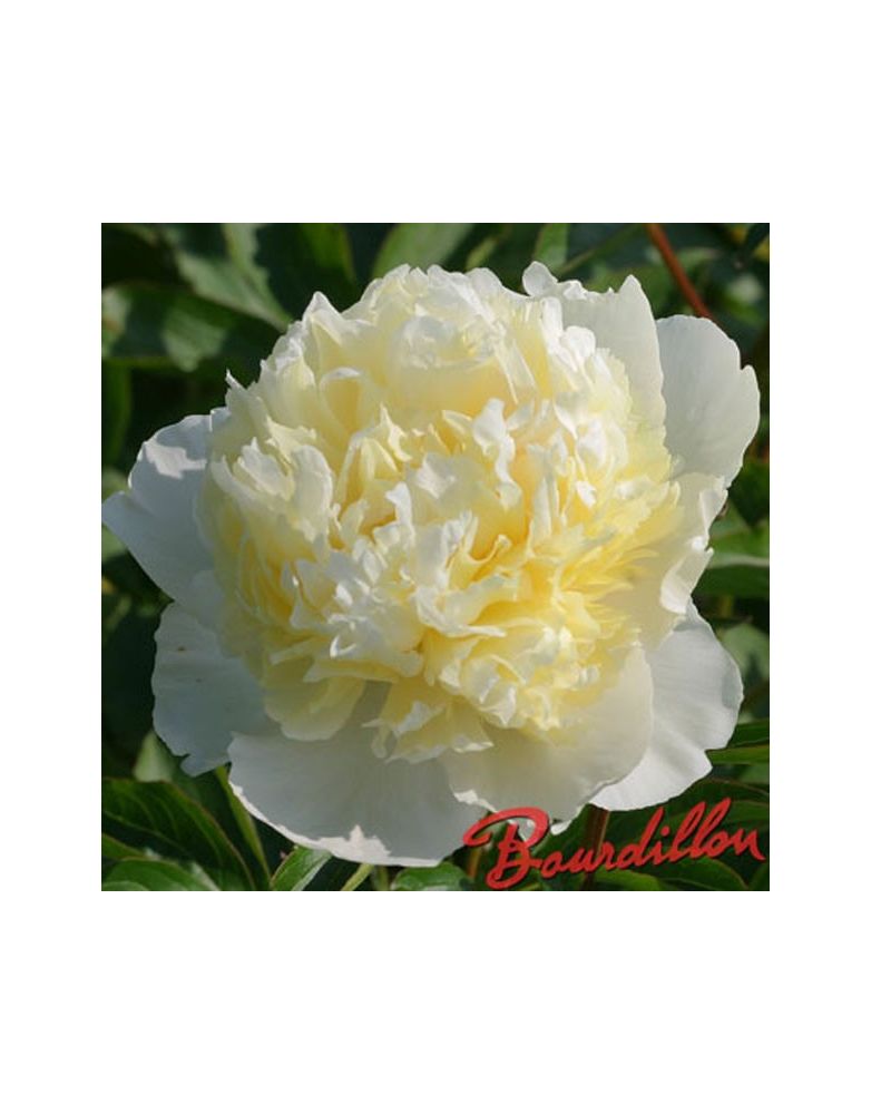 Pivoine : LAURA DESSERT Pivoine : LAURA DESSERT