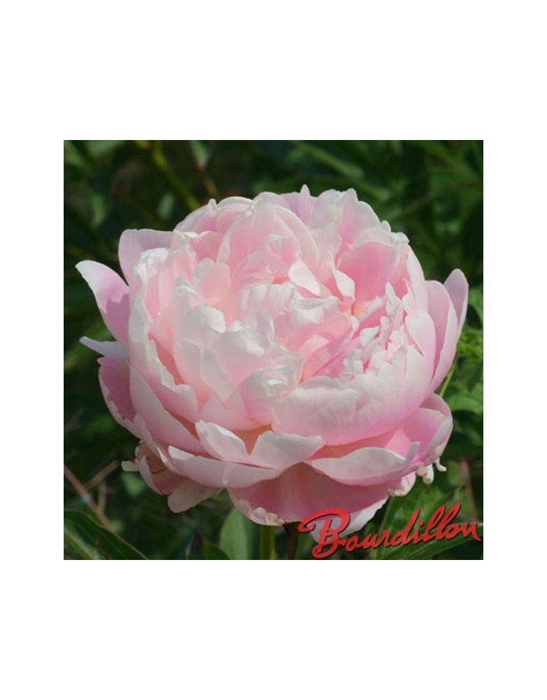 Pivoine : MRS F.D. ROOSVELT Pivoine : MRS F.D. ROOSVELT
