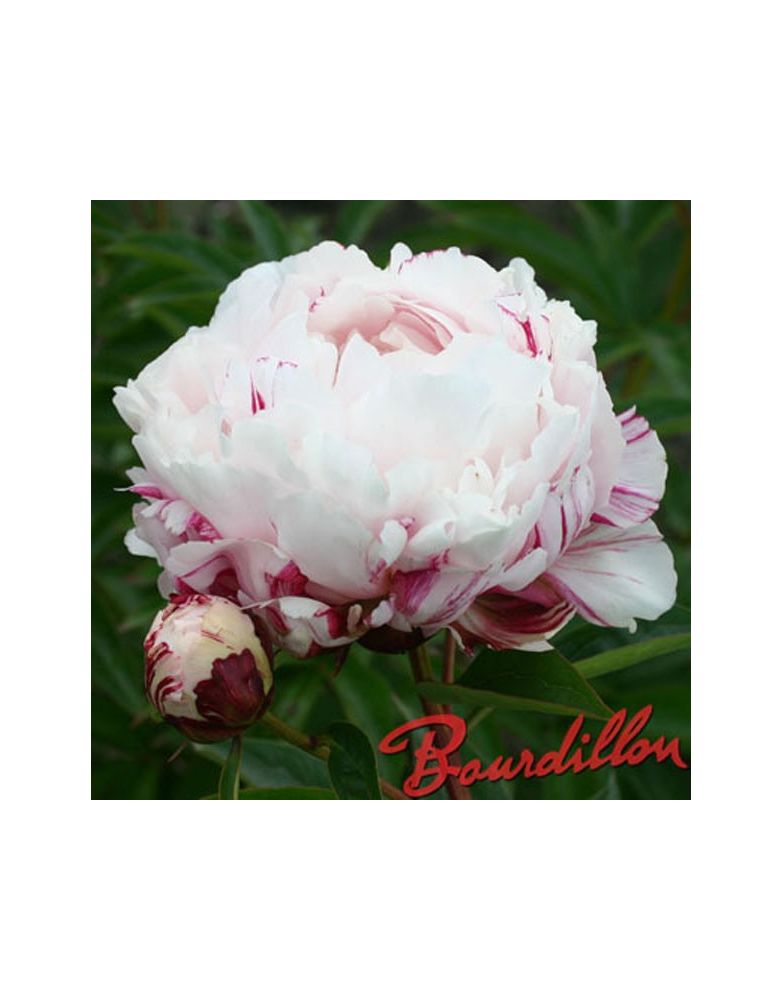 Pivoine : PEPPERMINT Pivoine : PEPPERMINT