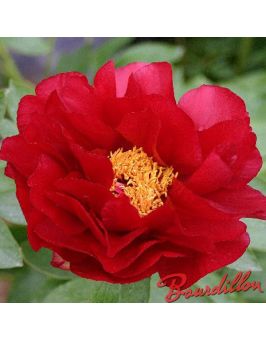 Pivoine : RED RED ROSE
